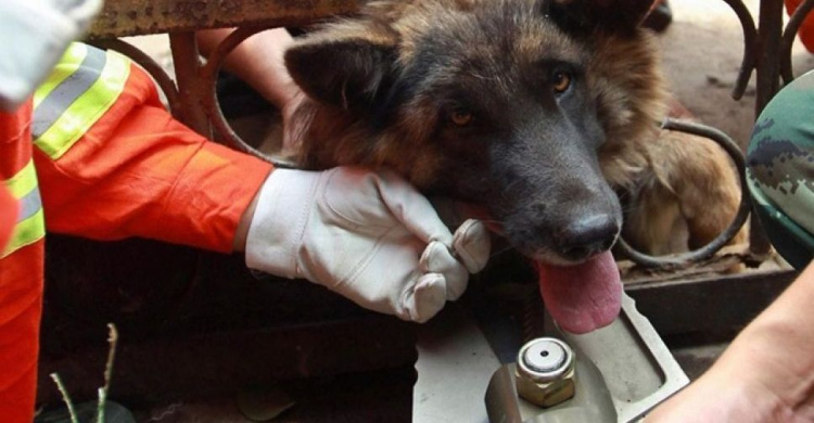 У Кривому Розі рятувальники визволяли собаку, що застрягла в металевому паркані