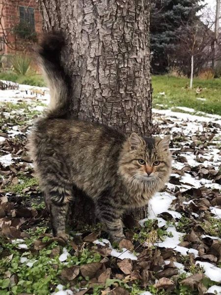 Спасатели Днепропетровщины ищут дом коту-сироте, потерявшему хозяина