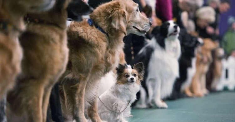 В Кривом Роге состоится Всеукраинская выставка собак