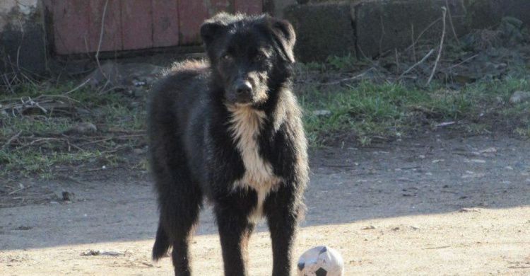 Кривой Рог лидирует по количеству бездомных собак в Украине