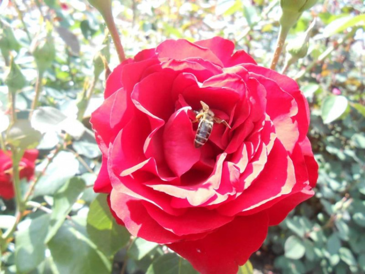 Криворожский ботанический сад приглашает полюбоваться экзотическим тюльпановым деревом, пионами, розами (ФОТО)