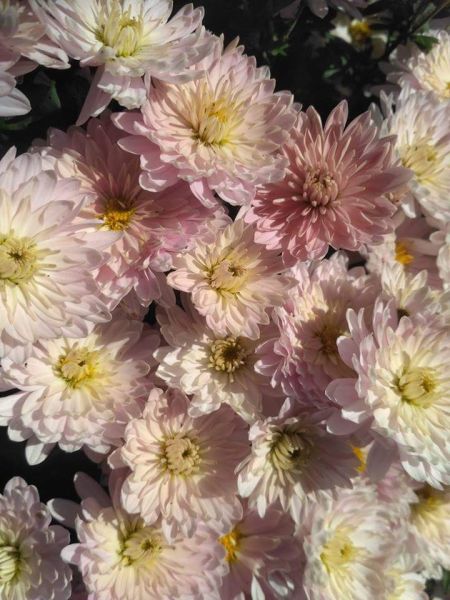 Бал хризантем и краски осени: ботанический сад Кривого Рога приглашает в гости (ФОТО)
