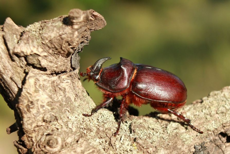 Фотограф показал, какие необычные внешне жуки водятся в Кривом Роге (фото)