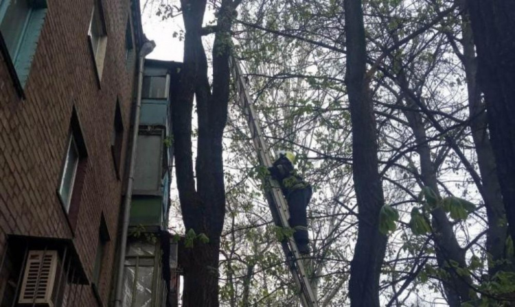 В Кривом Роге спасатели сняли с дерева кота