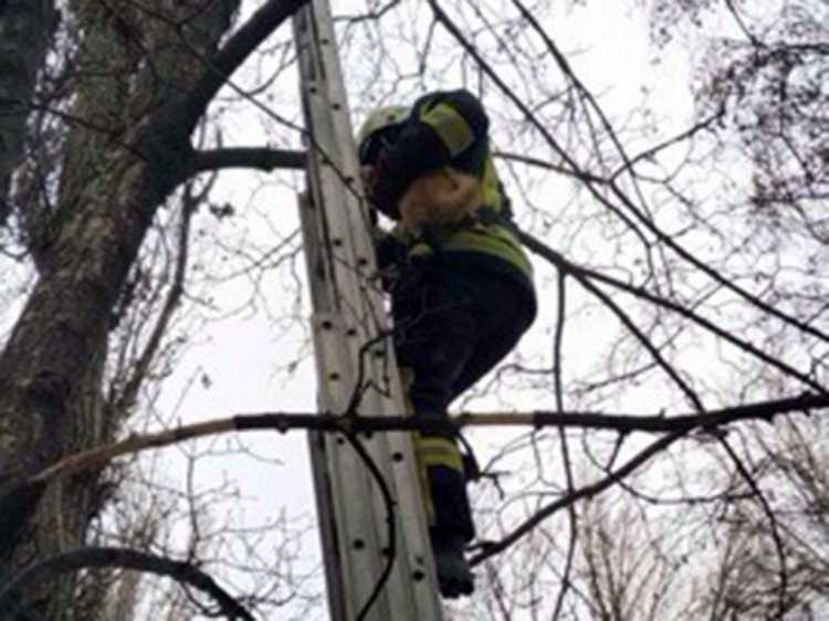 В Кривом Роге спасатели снимали с дерева "рыжее чудо"