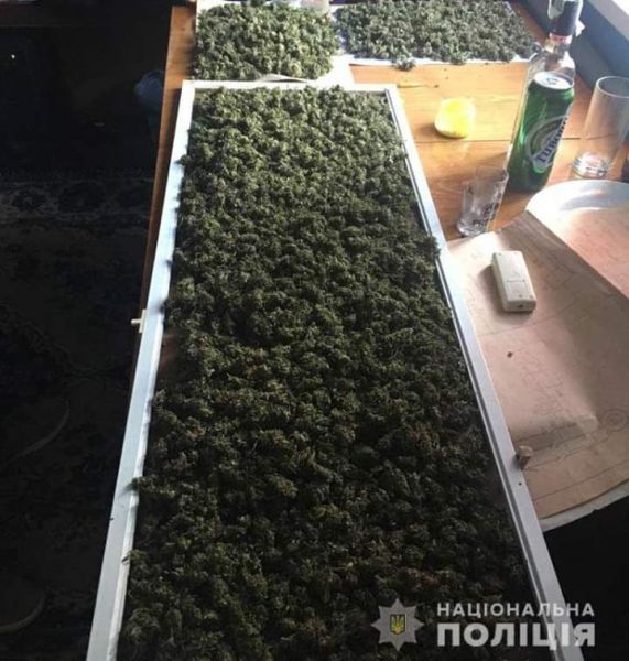 Криворожские правоохранители изъяли марихуаны на 250 тысяч гривен (ФОТО)
