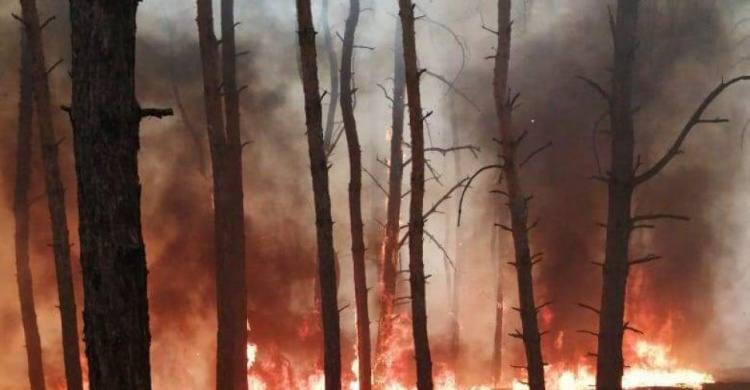 На Днепропетровщине горел лес: огонь охватил 5 гектаров земли (фото)