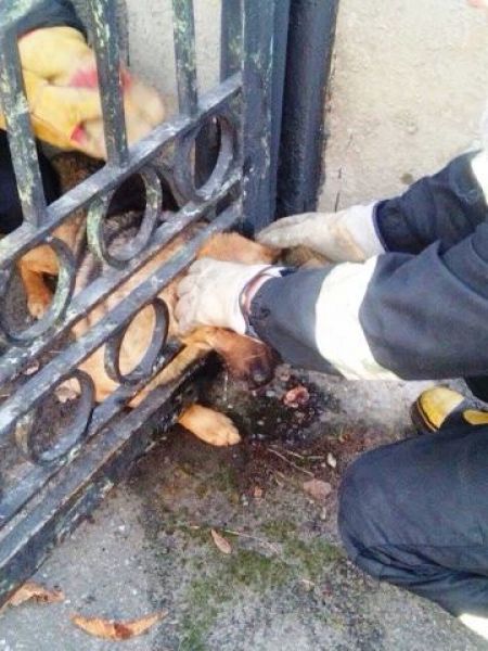 В Днепропетровской области спасатели вызволили застрявшую в ограждении собаку (фото)