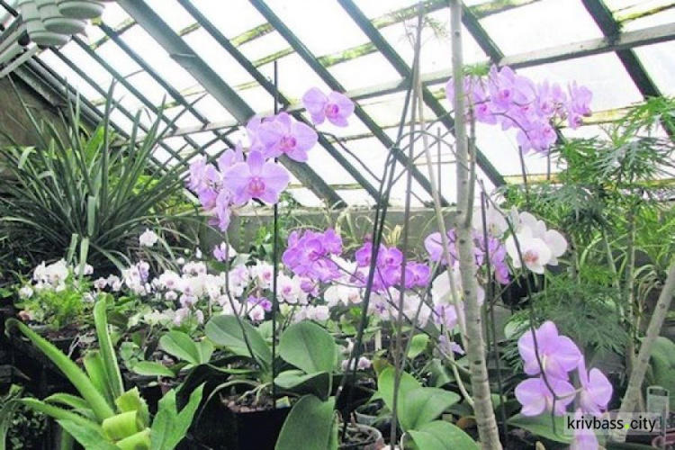 Уникальный Ботанический сад Кривого Рога вынужден выживать с продажи растений