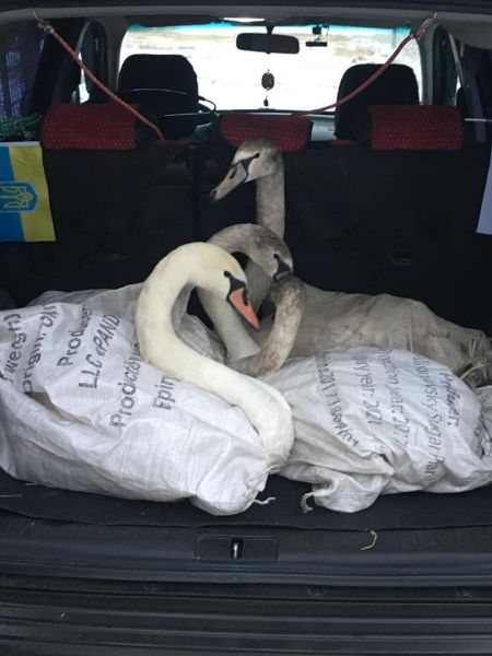 Зооволонтеры Кривого Рога спасли от холодной смерти семейство лебедей (фото)