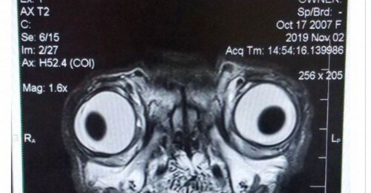 Сеть насмешил рентгеновский снимок мопса (фото)