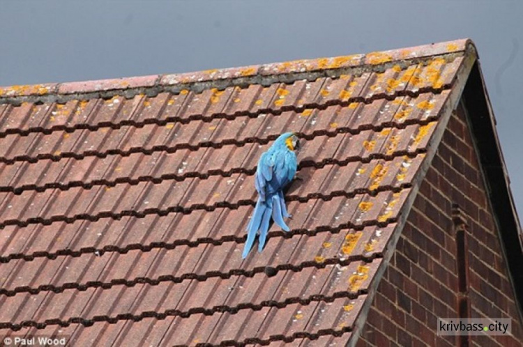 Застрявший на крыше попугай обматерил пожарных, которые приехали его спасать. И улетел (ФОТО+ВИДЕО)