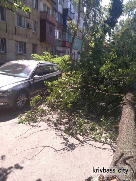 На Соцгороде большая ветка повредила иномарку
