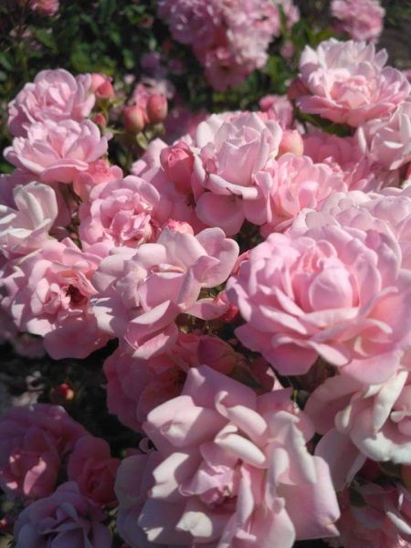 Криворожский ботанический сад приглашает полюбоваться розами (ФОТО)