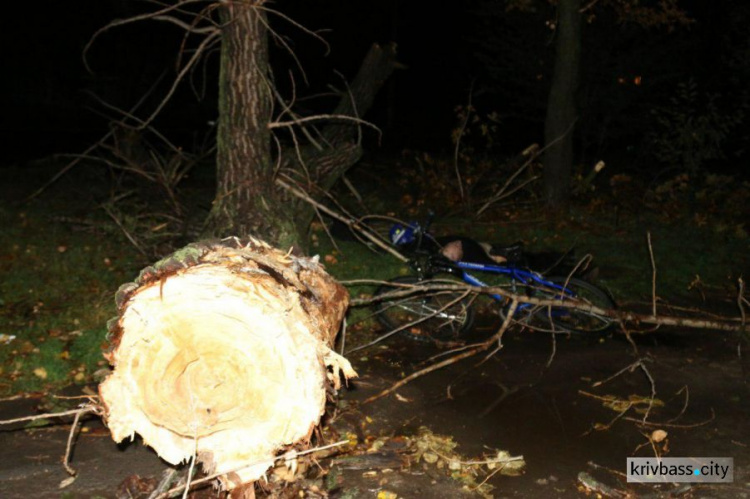 Трагедия в Кривом Роге: упавшее дерево насмерть задавило мужчину (ФОТО)