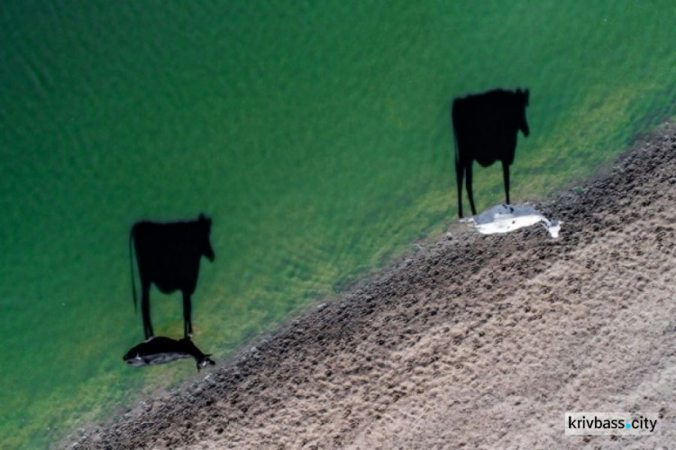 Две коровы, освещенные солнцем, на утреннем водопое, Южная Африка.