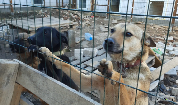 При поддержке Зеленого центра Метинвест волонтеры построили вольеры в собачьем приюте 