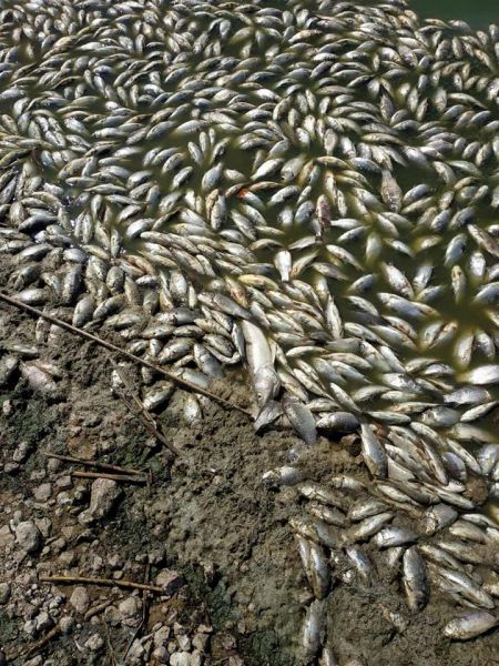 В селе под Кривым Рогом массово мрет рыба (фотофакт)
