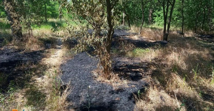 У Покровському районі вогонь знищив два гектари зелених насаджень