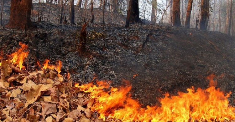 В Кривом Роге и Днепропетровской области объявили высокую пожарную опасность