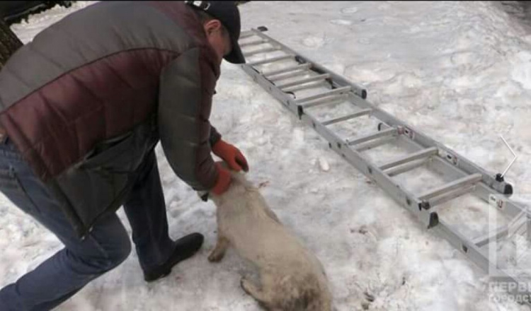 Журналисты в Кривом Роге спасли собаку из заточения (ФОТО)