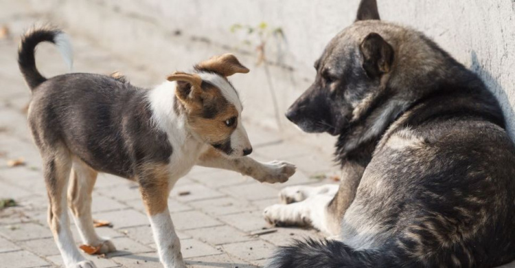 В Кривом Роге за год стерилизовали более 1300 собак
