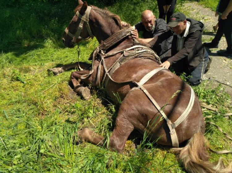 В Днепропетровской области спасатели достали коня с четырехметровой глубины (фото)