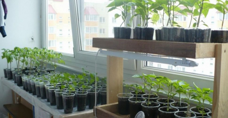 Огород на балконе: криворожан научат как выращивать урожай на небольших участках