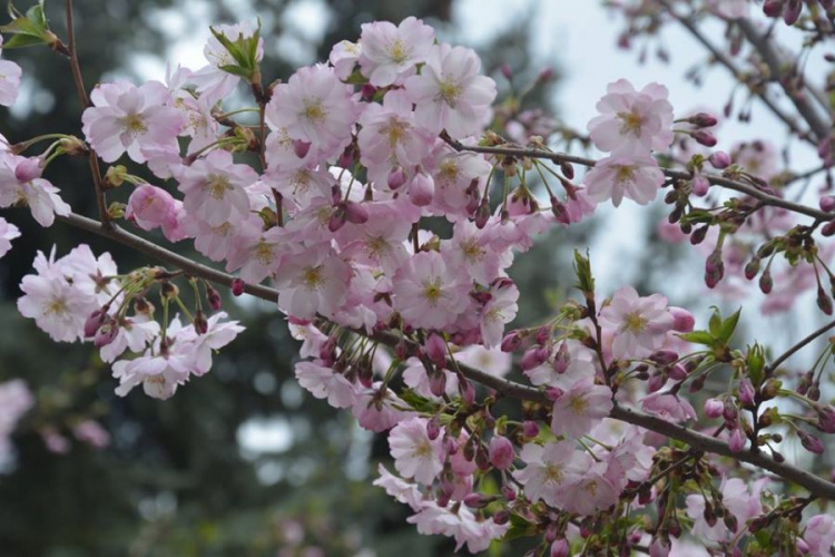 В Кривом Роге ботсад приглашает на цветение японской красавицы (фото)