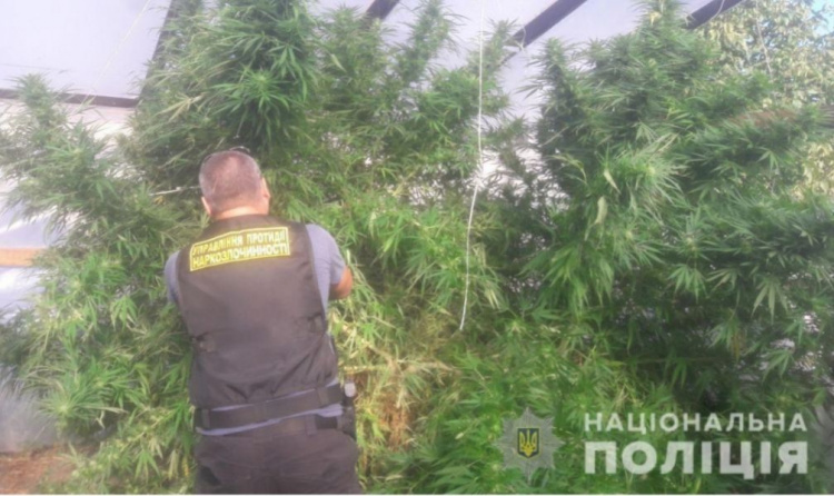 На Днепропетровщине ликвидировали плантацию конопли, а также "марихуану" на сумму более миллиона гривен (фото)