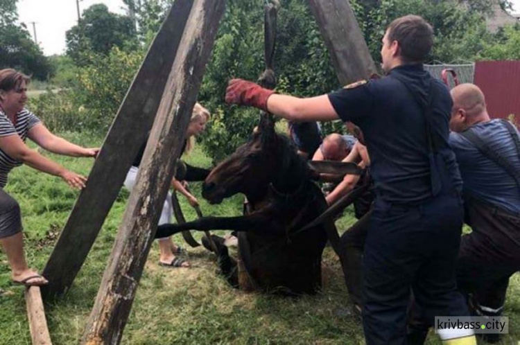 В Долгинцевском районе спасли беременную лошадь, которая упала в яму