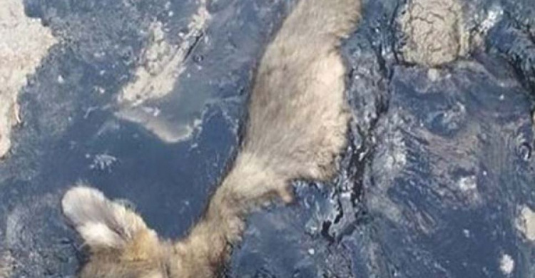 В Днепропетровской области неизвестные избавились от щенков, залив их смолой