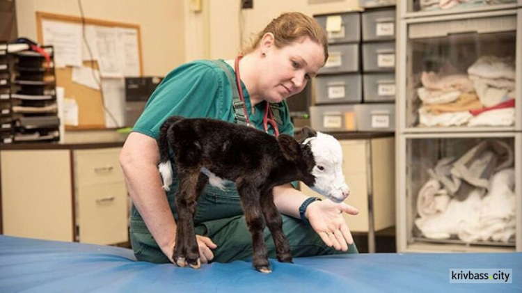 В США родился теленок размером с кошку (ФОТО)