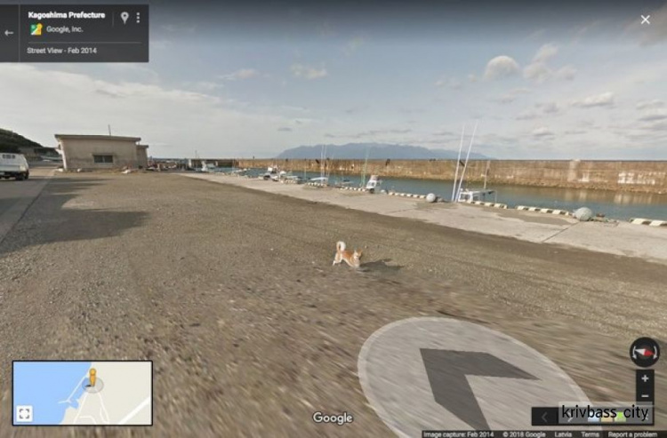 В Японии собака погналась за машиной, снимавшей панорамы для Google Street View (ФОТО)