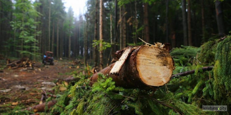 Комітет з питань екологічної політики та природокористування підтримав урегулювання ринку деревини