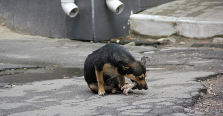 Жители Кривого Рога требуют от городских властей стерилизовать бездомных собак