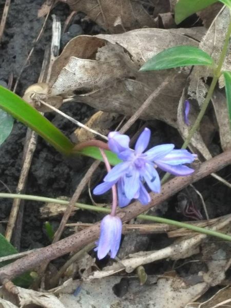 Весна все-таки пришла: в Кривом Роге появились первые весенние цветы (ФОТОФАКТ)