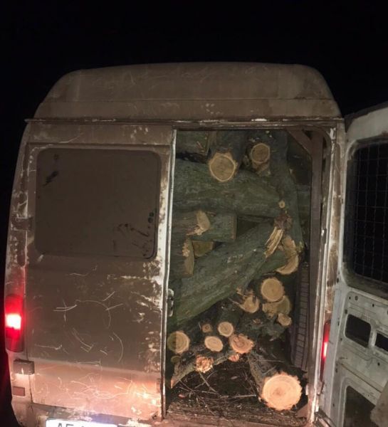 В Криворожском районе задержали "черных лесорубов" (фото)