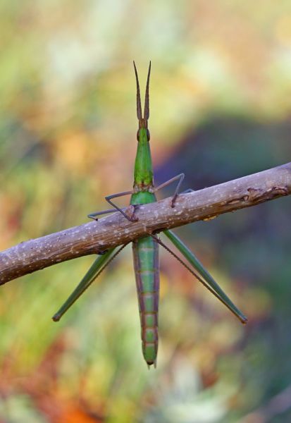 Фотограф запечатлел съедобное насекомое в Кривом Роге