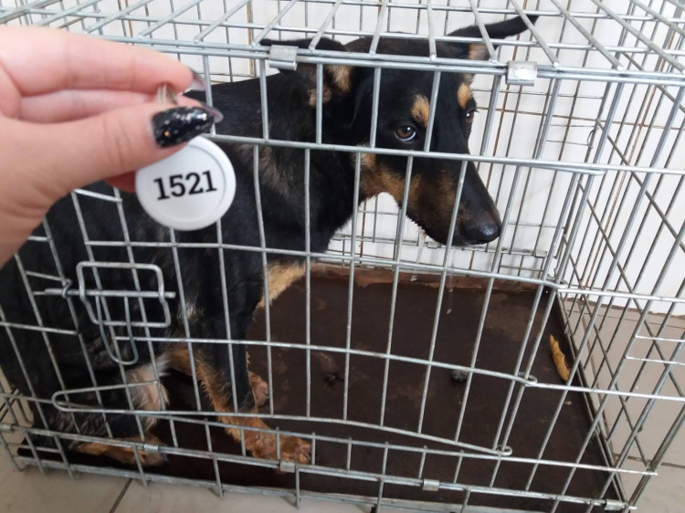 У двох районах Кривого Рогу відловили більше десятьох безпритульних собак