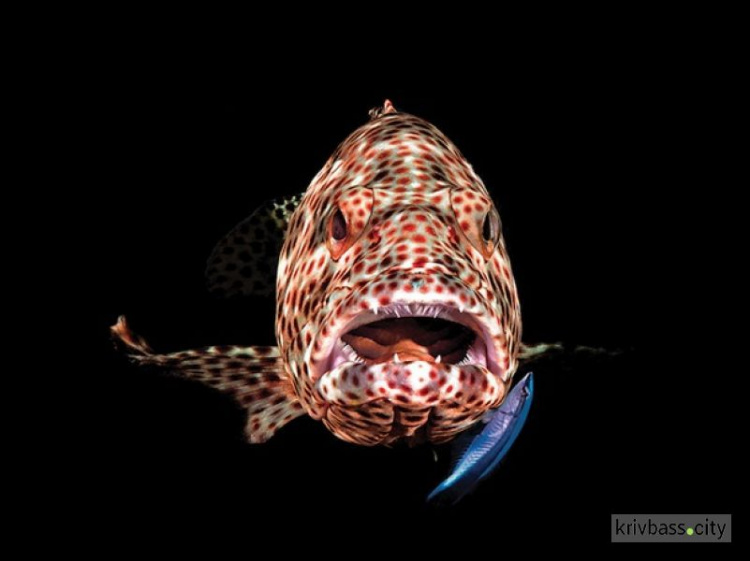 Эксперты выбрали лучшие подводные фото года
