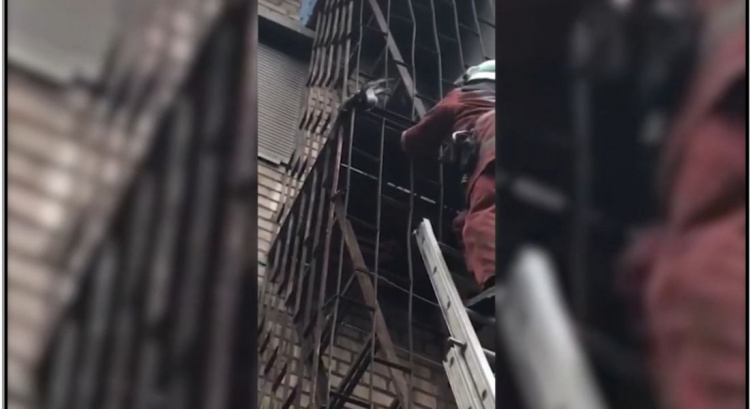 В Кривом Роге спасатели освободили голубя из ловушки (фото,видео)