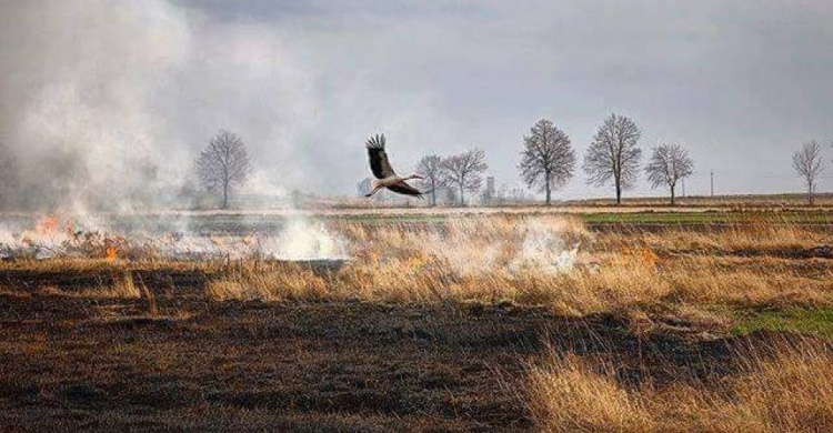 На Днепропетровщине за сутки в природных экосистемах произошло 10 пожаров