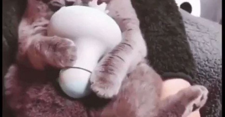 Сам себе массажист: кот, делающий себе массаж, рассмешил сети (видео)