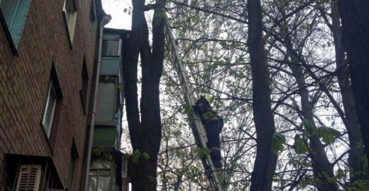 В Кривом Роге спасатели сняли с дерева кота