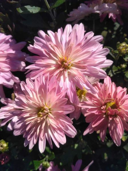Бал хризантем и краски осени: ботанический сад Кривого Рога приглашает в гости (ФОТО)