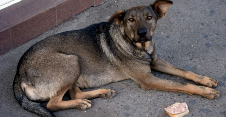 Полиция напомнила жителям Кривого Рога об уголовной ответственности за издевательство над животными