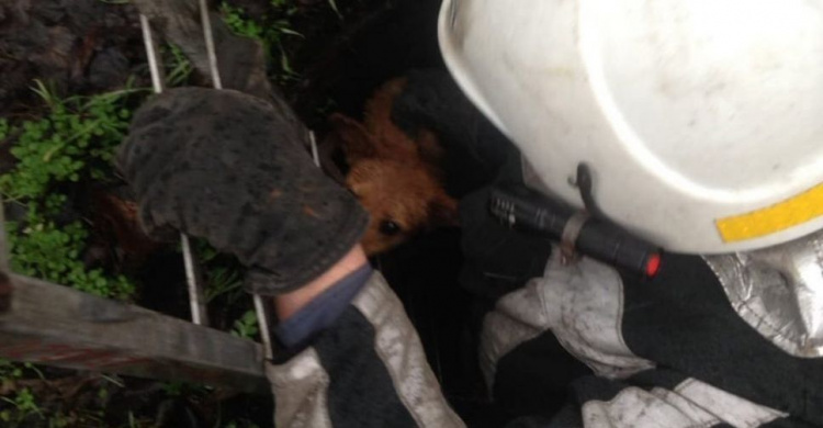 В Кривом Роге спасатели достали собаку из коллектора (фото)