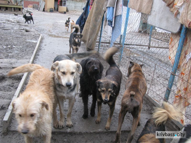 В Кривом Роге за 2018 год запланировано стерилизовать 833 уличных собак