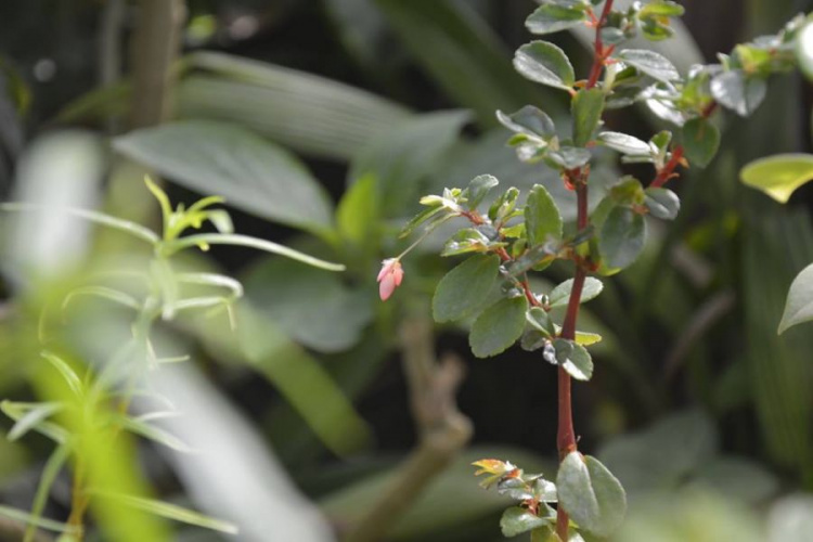 В Криворожском ботаническом саду изменился график работы оранжереи